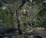 David Maisel // Texan Targets Lifesize targets target, hunting, hunters, train, training, tourist hunting, trophy hunting, American, African Safari, Texas, USA, sub saharan