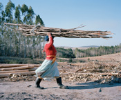 David Chancellor // Pelepele 2010, Pelepele community forest, Kokstad, South Africa, labor, women, woman, portraits, portrait, environment, conservation, forest, trees, wood, tree, worker