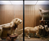 David Chancellor // Cases 2011, ongoing, Africa, South Africa, Exhibition cases museums museum case Natural History Collections Department. The Quagga, an equine beast, beasts, animal, animals, creature, creatures, Africa, extinct, ecology, biology, grassland, grasslands, extinct, extinction, wild, grasslands Amsterdam Zoo taxidermist taxidermy stuffed Quagga foal, science, scientific, blood vessels, muscle, tissue, genetic, genes, gene, DNA, San Diego Zoo, University of California, mitochondria, mitochondrial, cell, stripe, stripes, conservation, zebra, zebras, herd, herds, game reserves, hunting, hunt, grounds, ground, national particle accelerator, explosives factory, breed, breeding