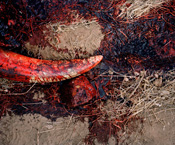 David Chancellor // Elephant Story 2010 Africa Muvhimiwe Nzou (Elephant Hunter) Chitsa 'Campfire', The Gonarezhou National Park, Zimbabwe villagers dead elephant carcass bones blood Campfire Zimbabwe sustainability wild animals natural resources