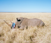 DavidChancellor_Rhino david chancellor, rhino, south africa, hunting, hunters, poachers, poaching, animal, extinction, extinct, habitat, animal, kruger national park