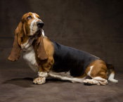 robert clark, dogs, 2010, new york, usa, westminster dog show, canine, breed, portrait, dogs, puppy, puppies, poodle, beagle,