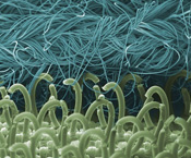 robert clark, biomimetics, engineering, science, nature,