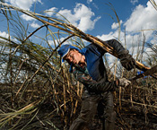 robert clark, cane cutters, sao paolo, brazil, ethanol alcohol
