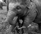 Rena Effendi // Elephants 2011, rena effendi, thailand, elephant, elephants, ENP, is a tourist- Sangduen Chailert, extinct, endangered, sanctuary, wildlife