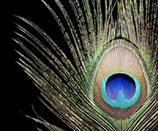 2011, robert clark, feathers, feather, evolution, nature, science, bird, fossil, life, living