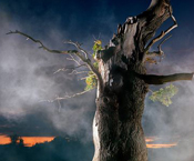 Simon Norfolk // Blenheim Oaks simon norfolk, blenheim oaks, estate, battle of blenheim, tree, epic, landscape war, battle